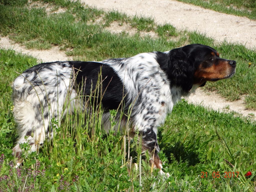 de la vallée de la Py - CONCOURS DE FIELD TRIALS DE PRINTEMPS 2019