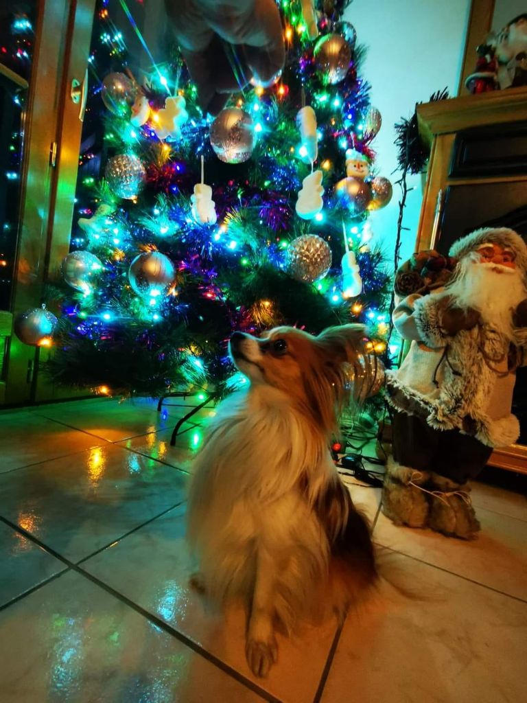 de la vallée de la Py - Reçu une photo pour NOEL de Sweety de la vallée de la py merci