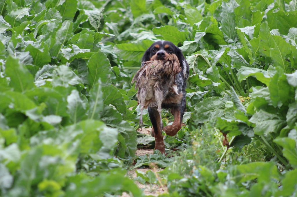 de la vallée de la Py - Sortie dans les champs avec Pirate