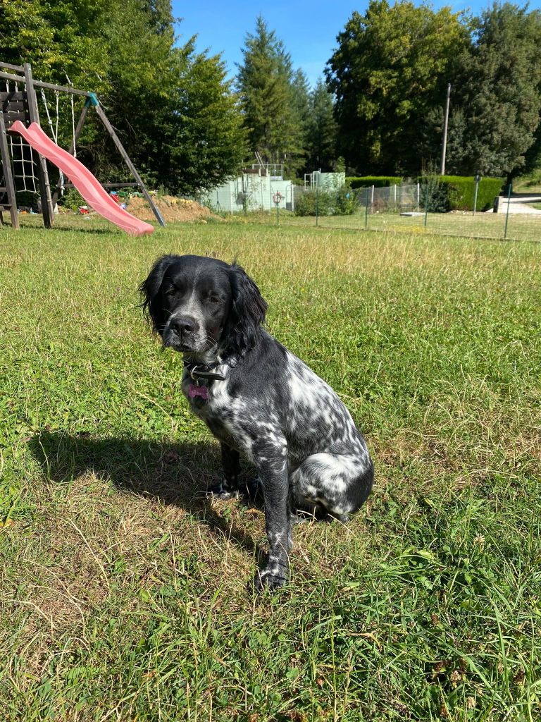 de la vallée de la Py - Reçu une photo de Praline de la vallée de la py merci