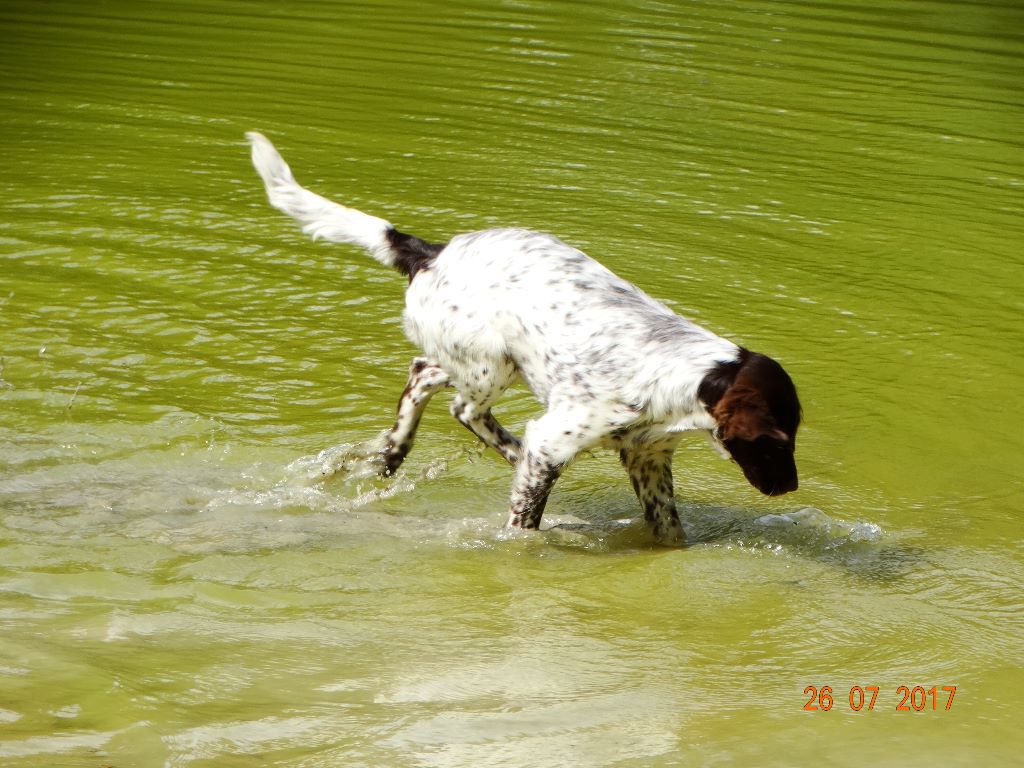 Nanouk de la vallée de la Py