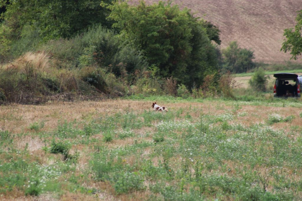 Uman des bois de gland