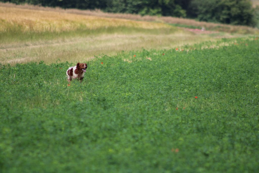 Uman des bois de gland