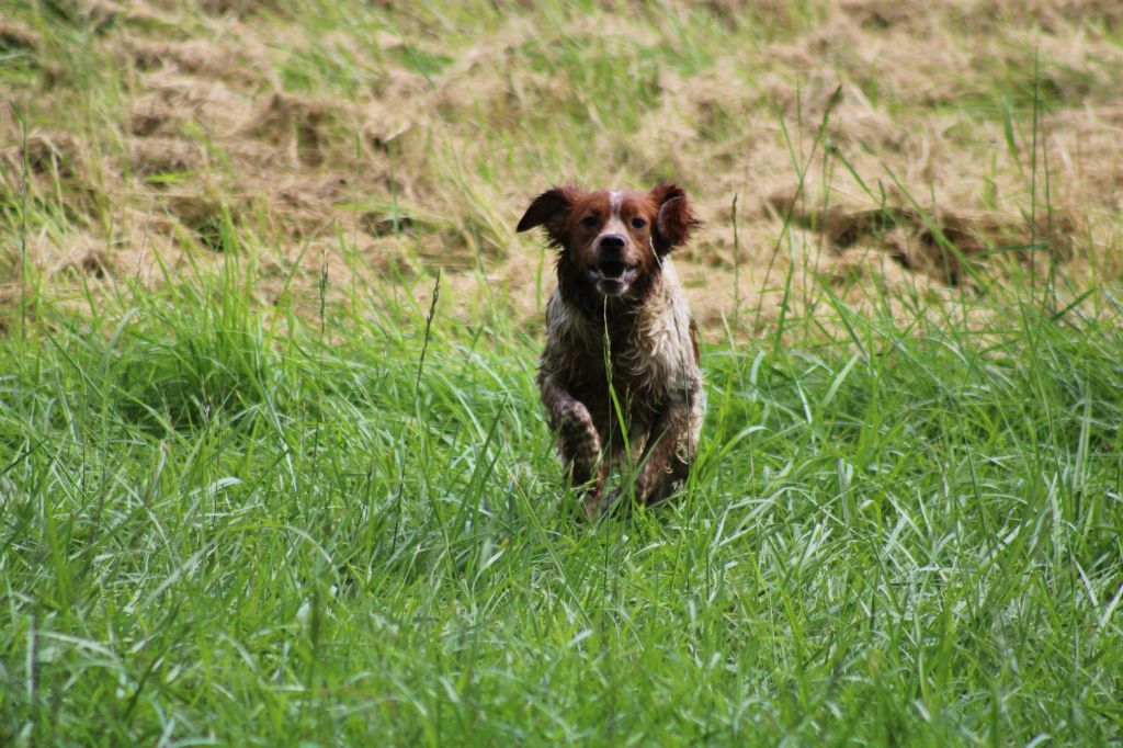 Uman des bois de gland