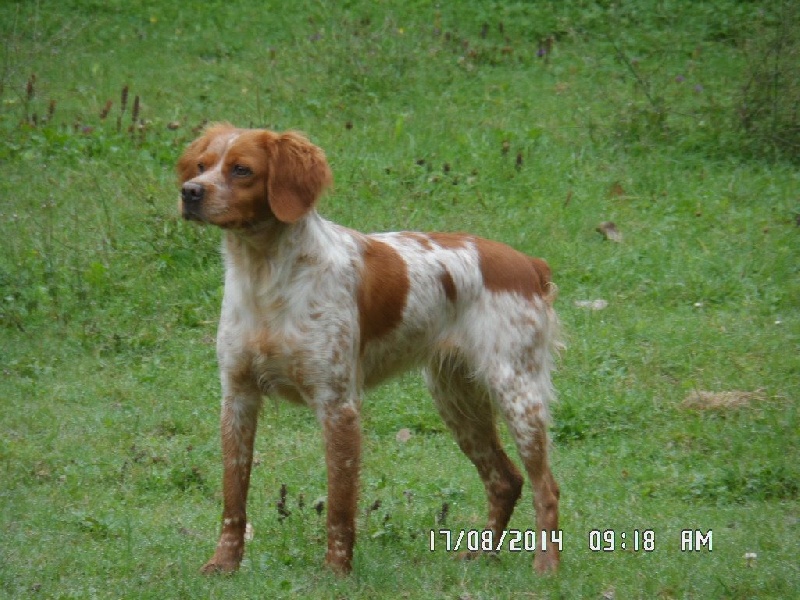 Hulma de la vallée de la Py