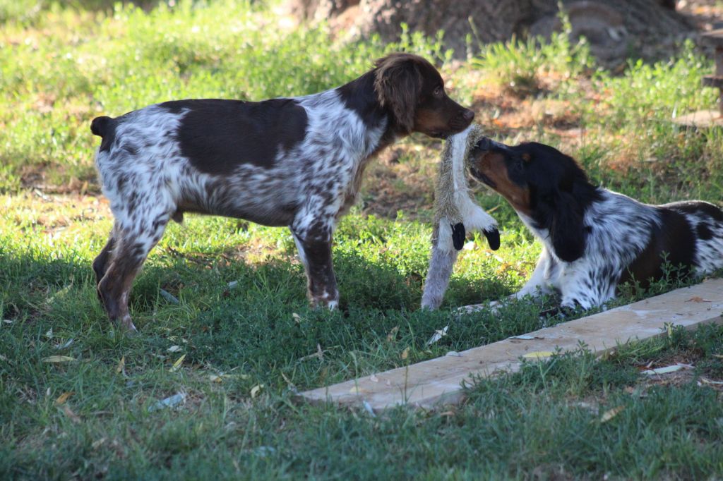 Toto de la vallée de la Py