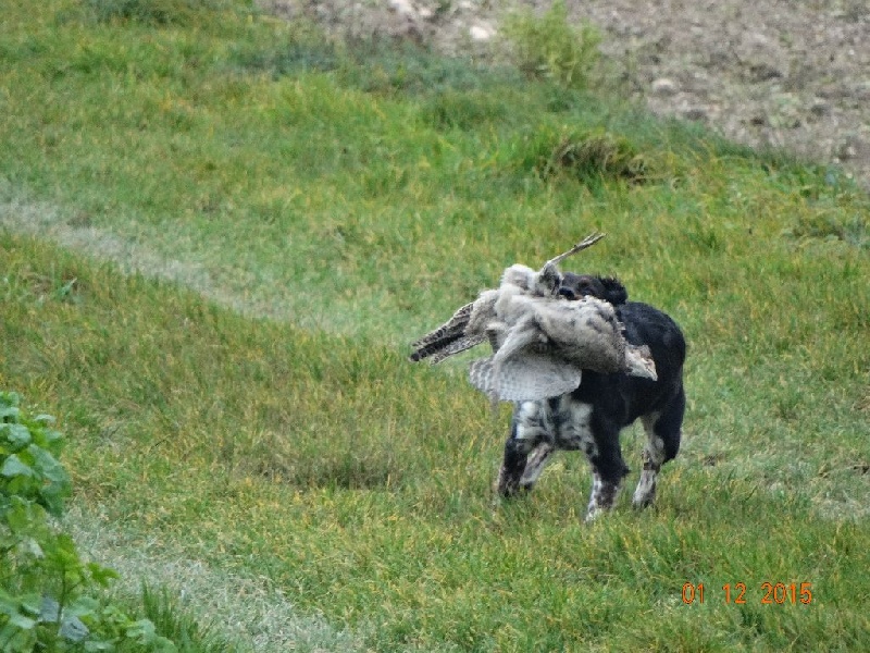 Levis de la vallée de la Py