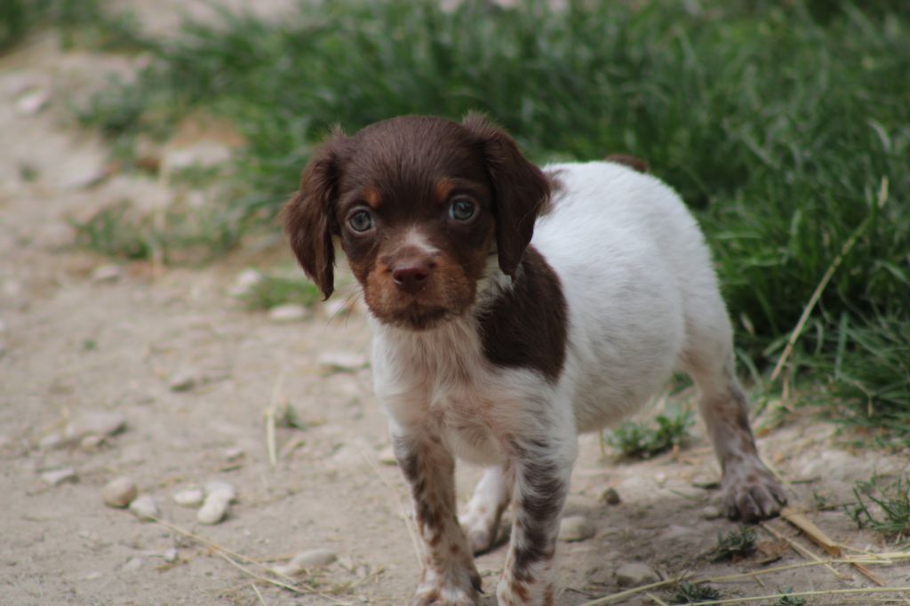 Toto de la vallée de la Py