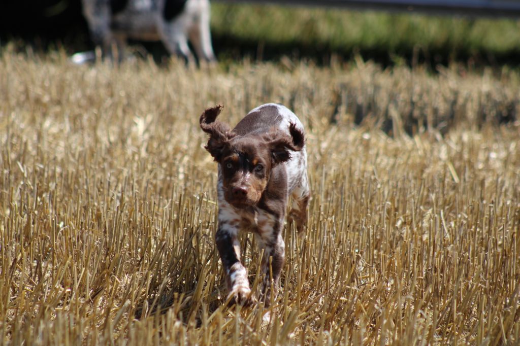 Toto de la vallée de la Py