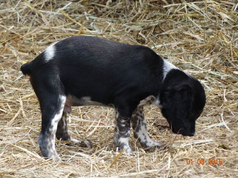 Levis de la vallée de la Py