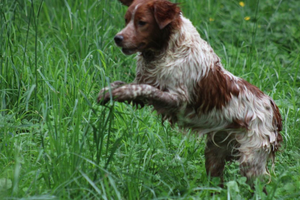 Uman des bois de gland