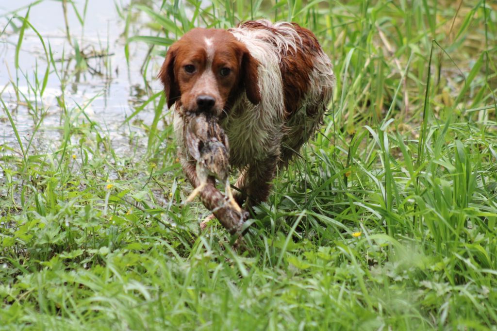 Uman des bois de gland