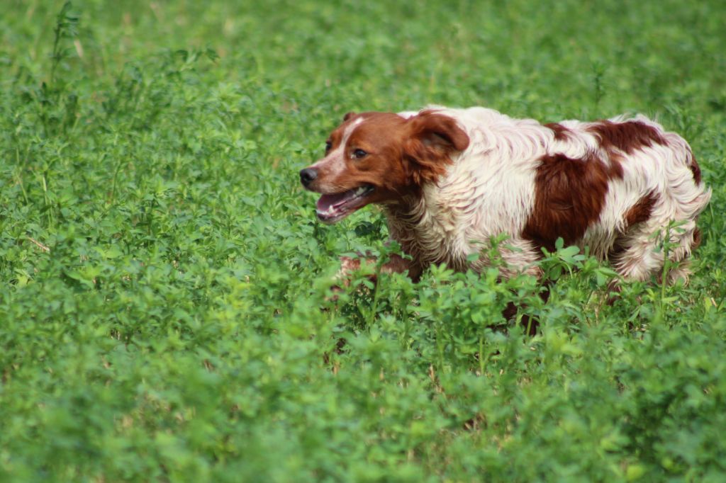 Uman des bois de gland