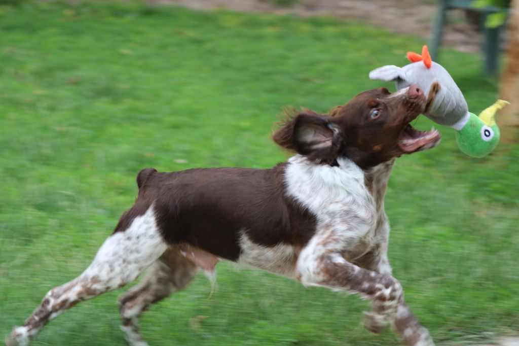 Speed de la vallée de la Py