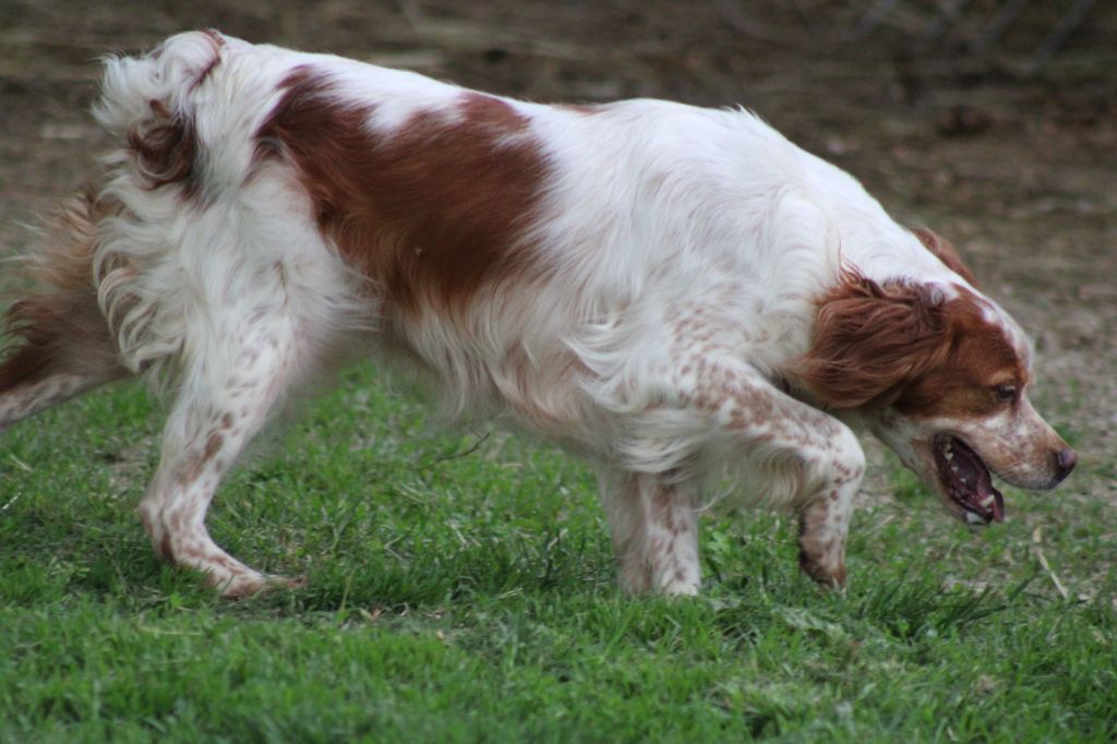 Pepssy de la vallée de la Py