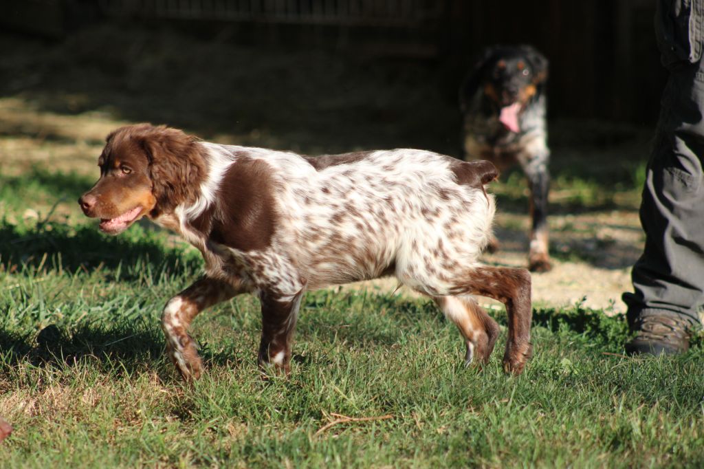 Toto de la vallée de la Py