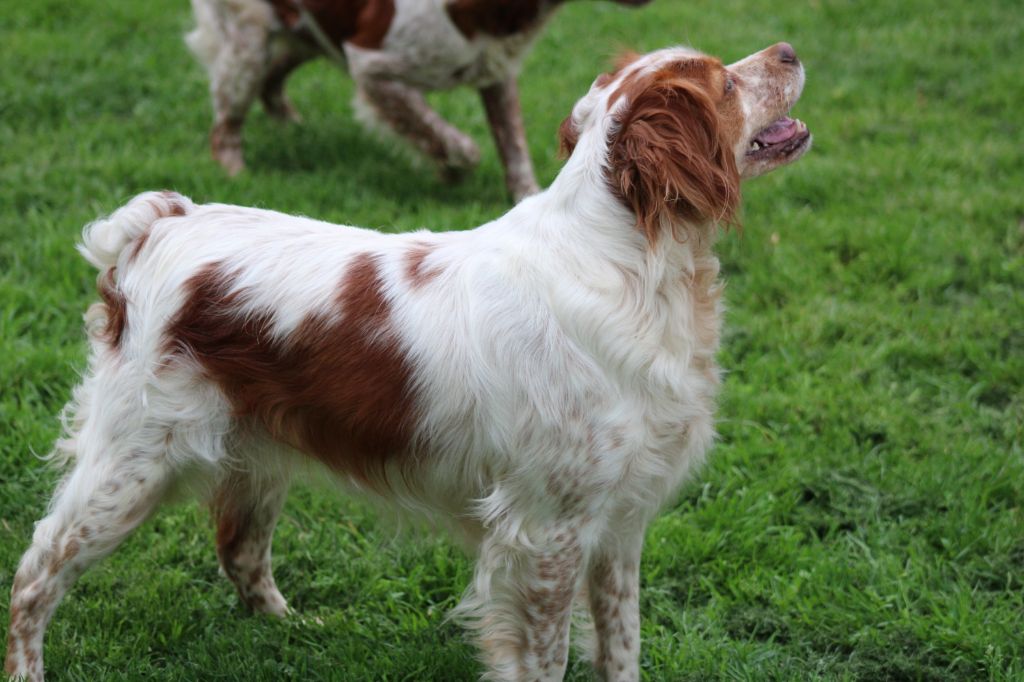 Pepssy de la vallée de la Py