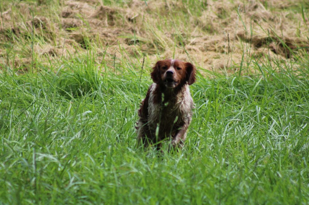 Uman des bois de gland