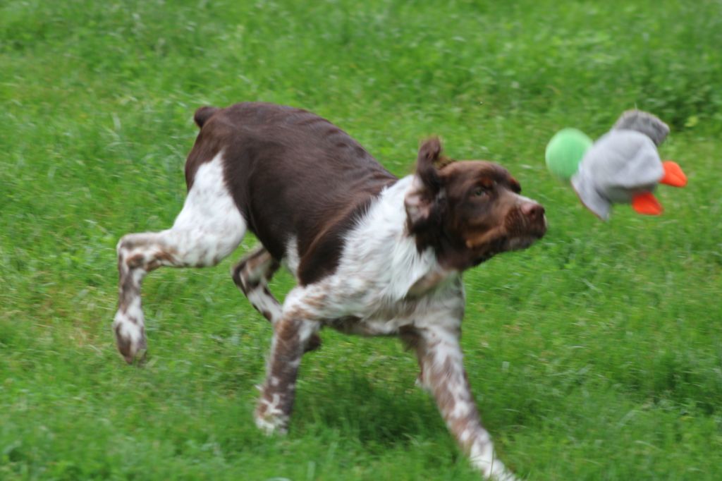 Speed de la vallée de la Py