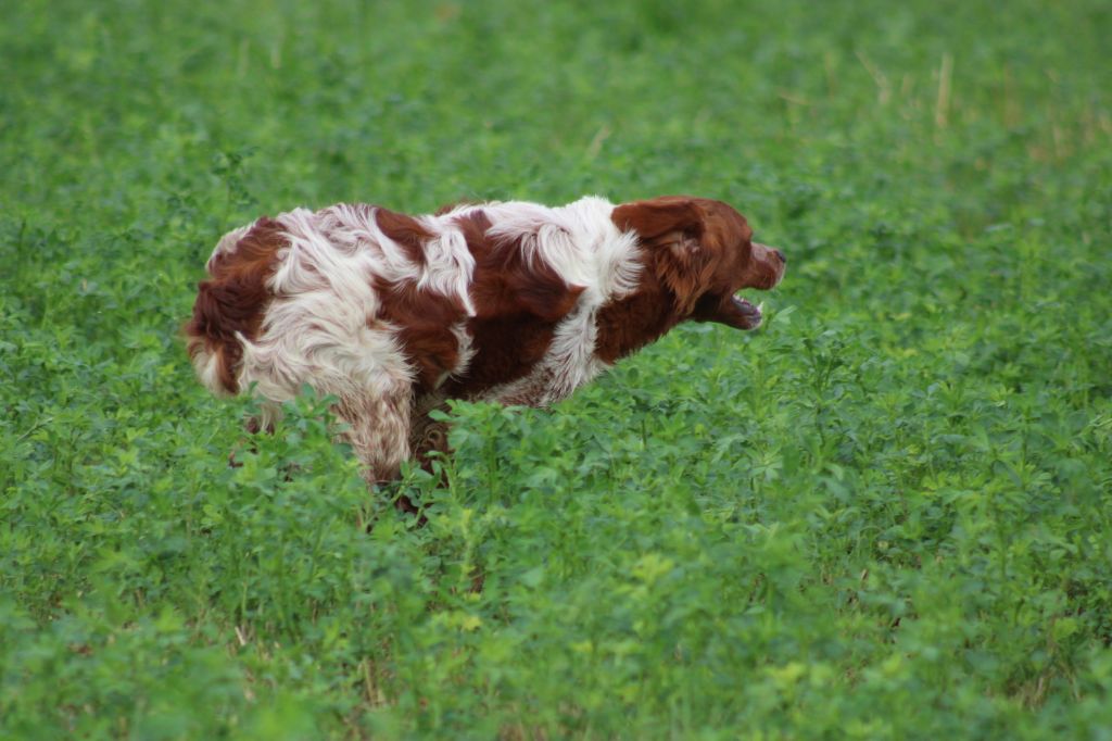 Uman des bois de gland