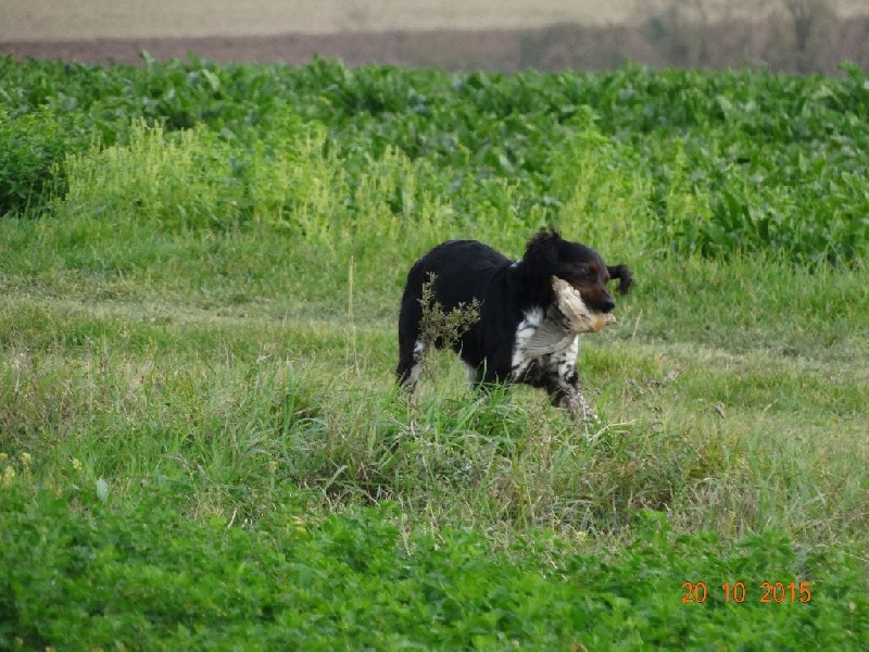 Levis de la vallée de la Py