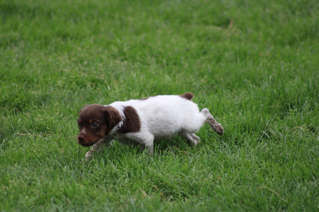 Toto de la vallée de la Py