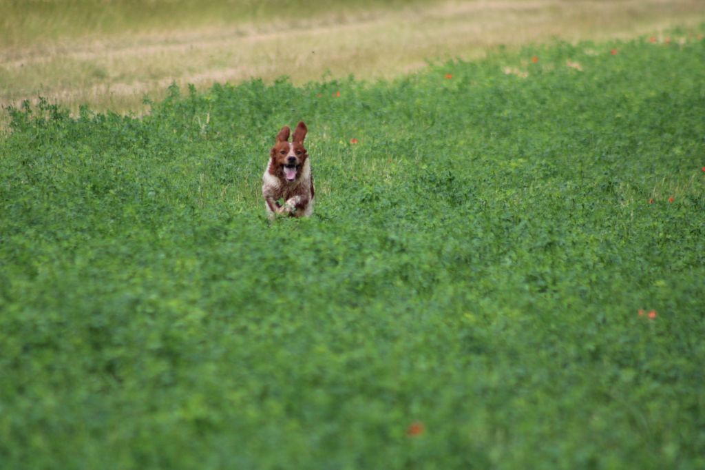 Uman des bois de gland