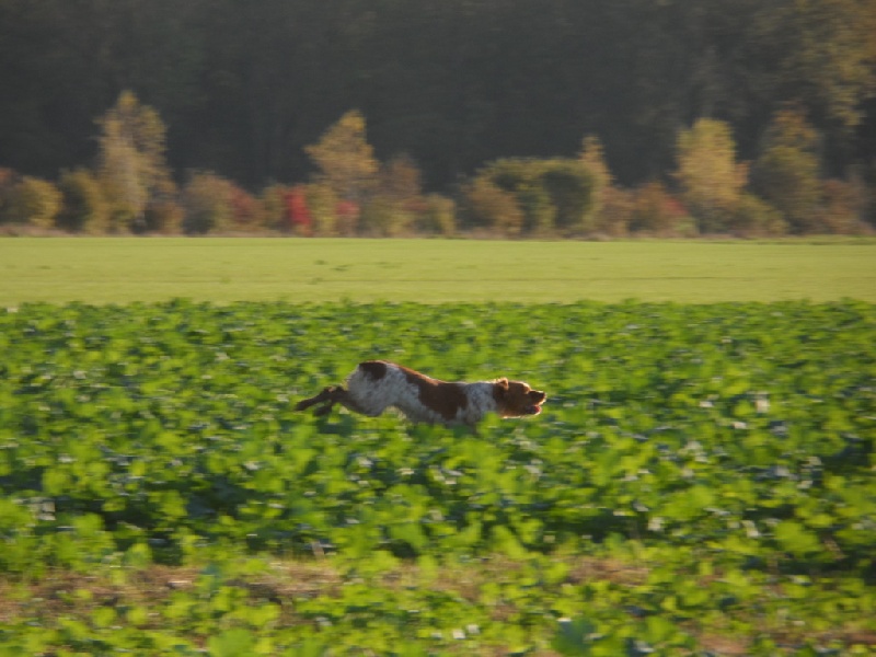 Hulma de la vallée de la Py