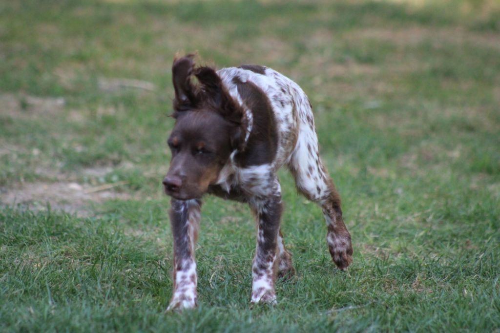 Toto de la vallée de la Py