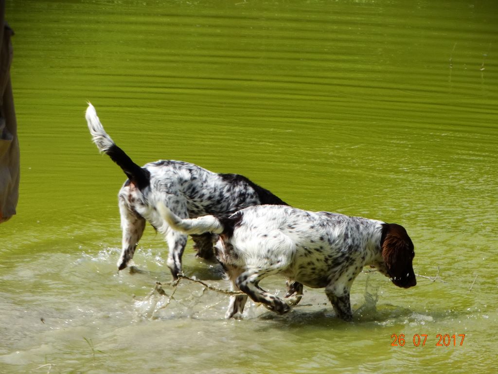 Nanouk de la vallée de la Py