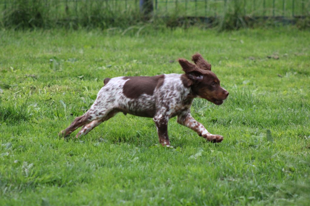 Toto de la vallée de la Py