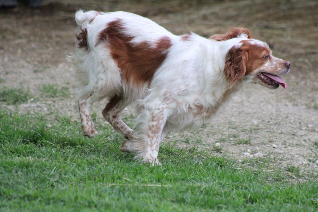 Pepssy de la vallée de la Py