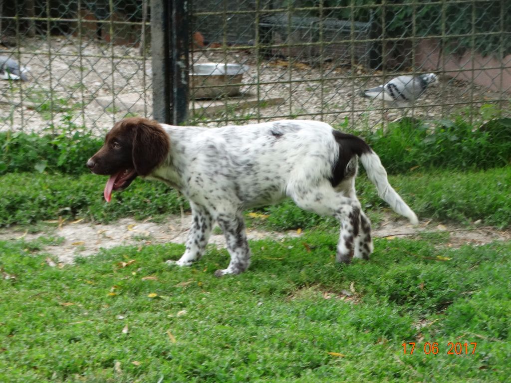 Nanouk de la vallée de la Py