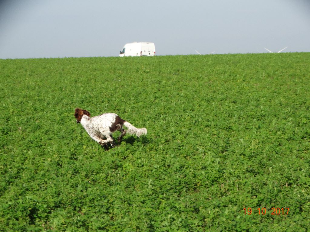 Nanouk de la vallée de la Py