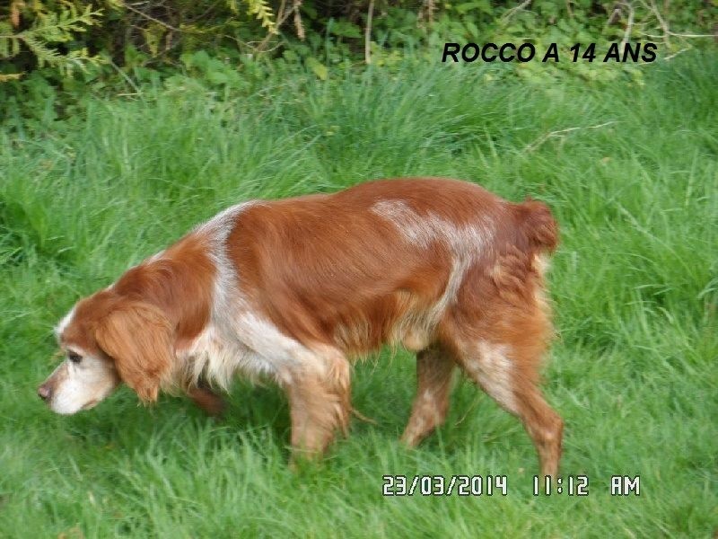 Rocco (Sans Affixe)
