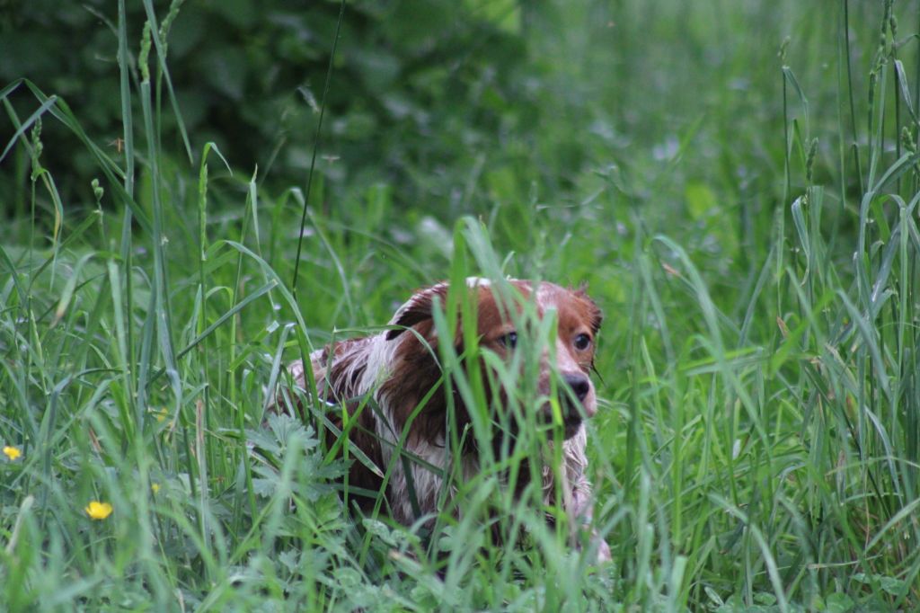 Uman des bois de gland