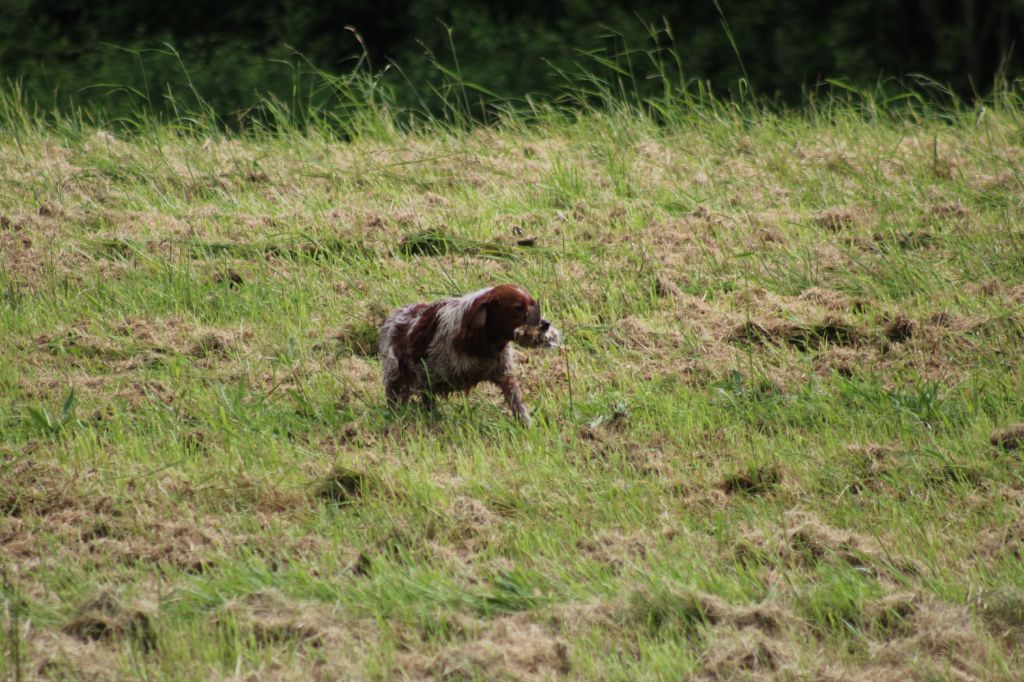 Uman des bois de gland