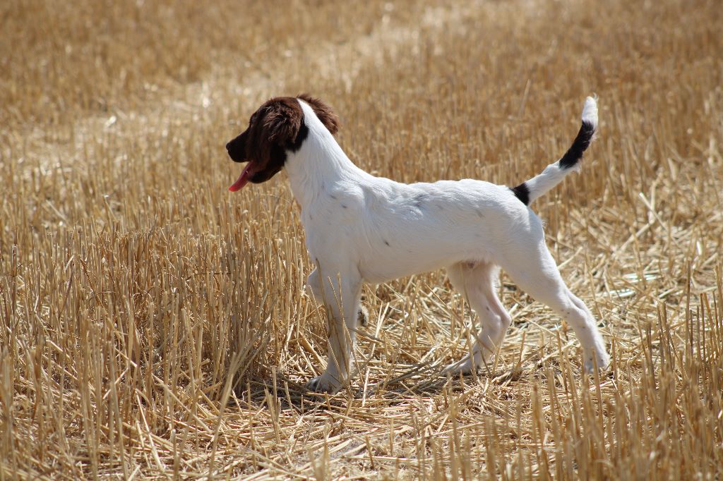 Pulco de la vallée de la Py