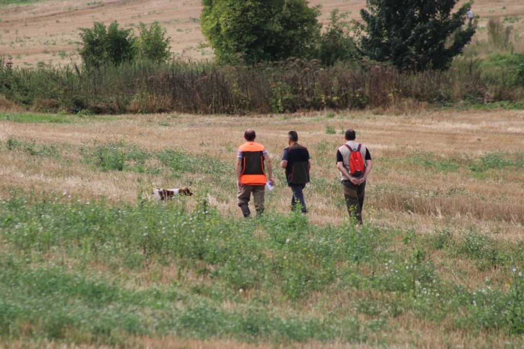 Uman des bois de gland