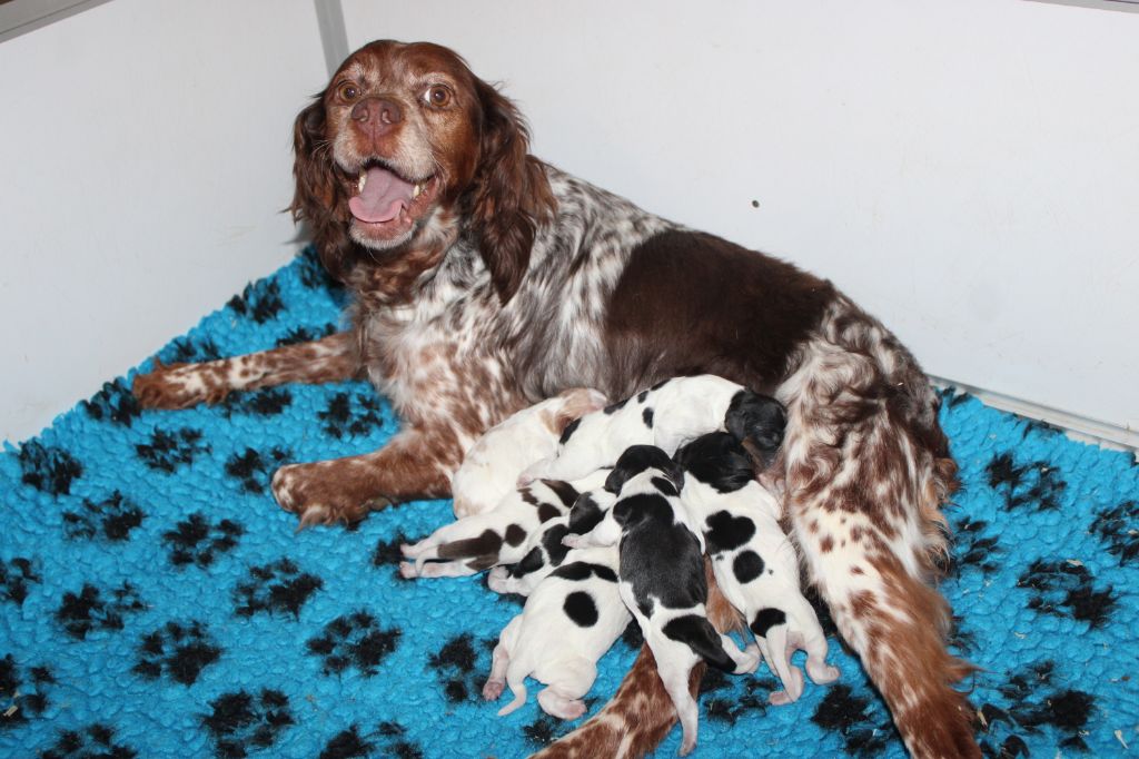 chiot Epagneul Breton de la vallée de la Py