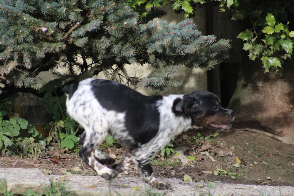 de la vallée de la Py - Chiot disponible  - Epagneul Breton