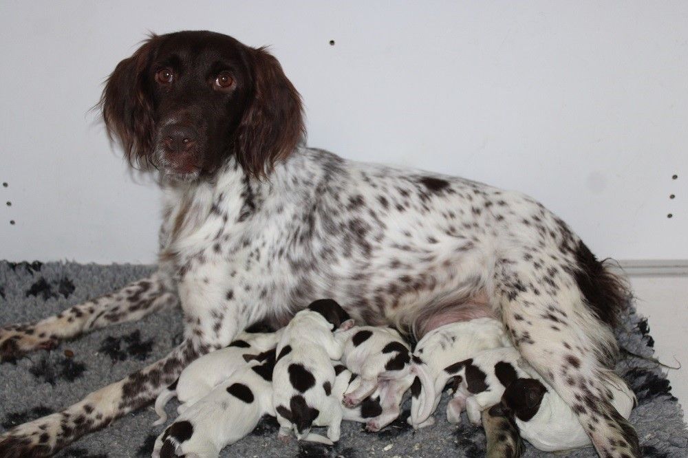 chiot Petit Epagneul de Münster de la vallée de la Py