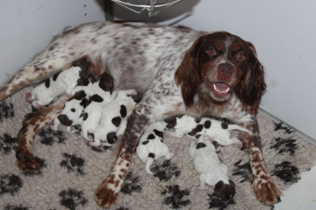 chiot Epagneul Breton de la vallée de la Py