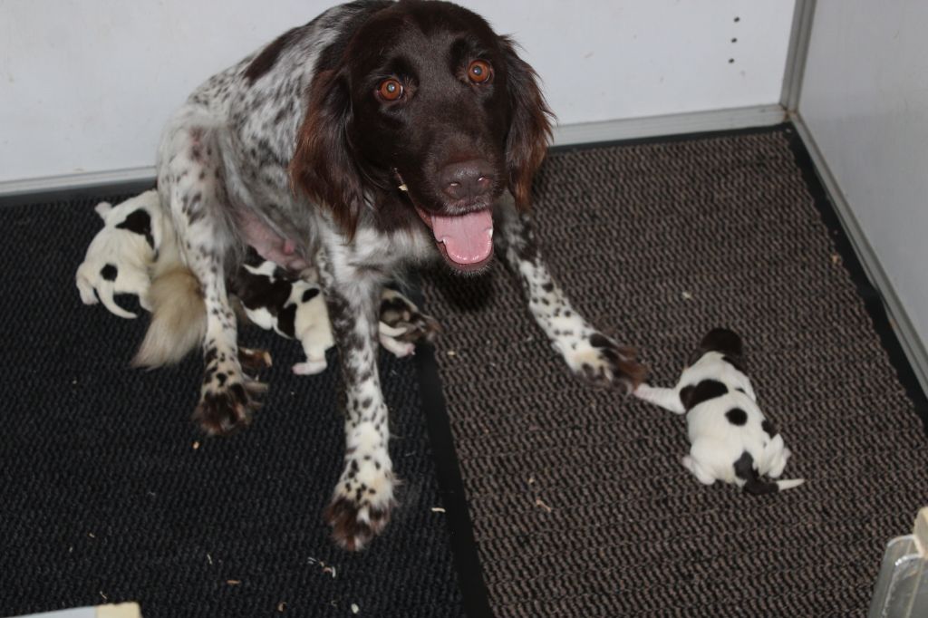 chiot Petit Epagneul de Münster de la vallée de la Py