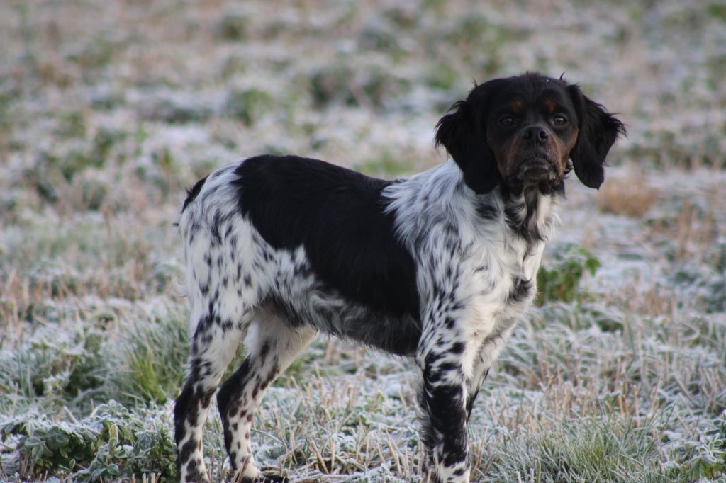 de la vallée de la Py - Chiot disponible  - Epagneul Breton