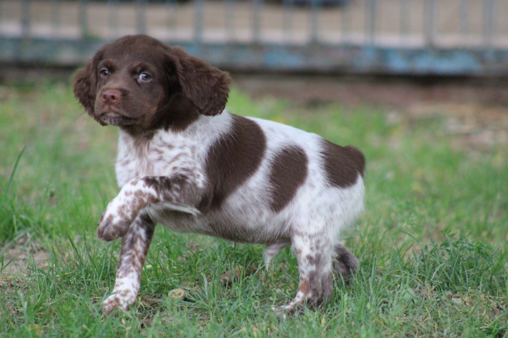 de la vallée de la Py - Chiot disponible  - Epagneul Breton