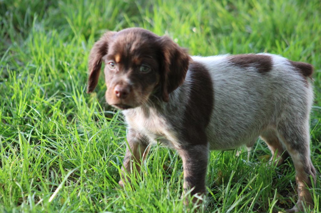 de la vallée de la Py - Chiot disponible  - Epagneul Breton