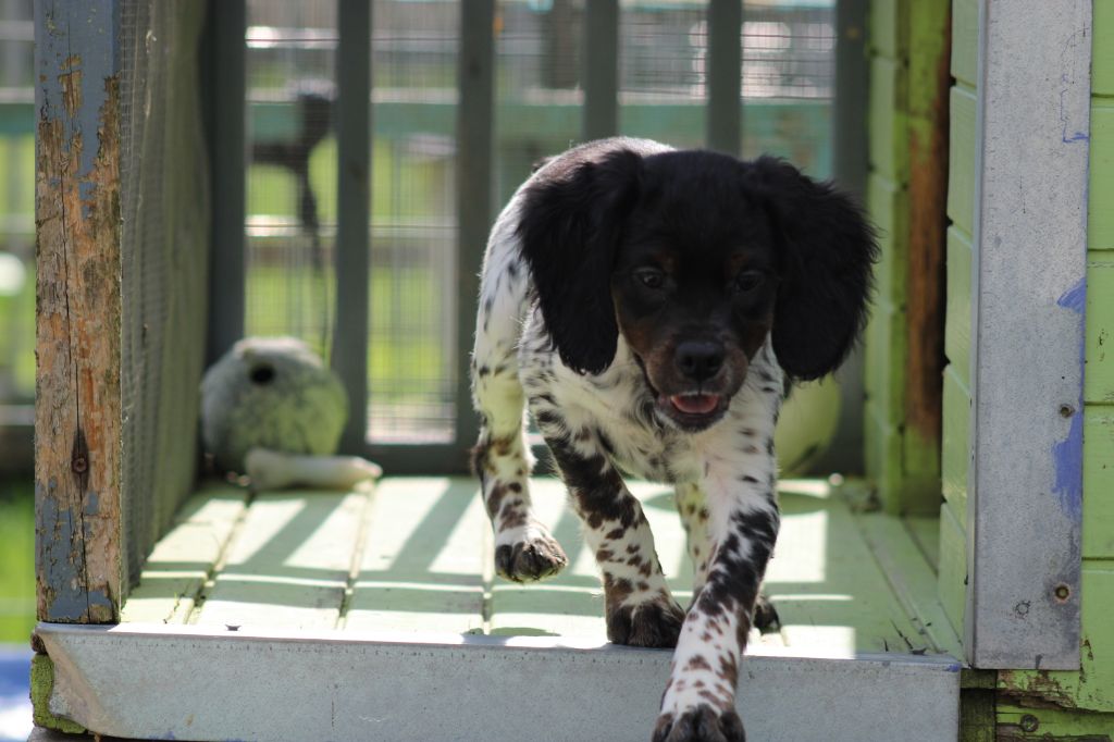 de la vallée de la Py - Chiot disponible  - Epagneul Breton