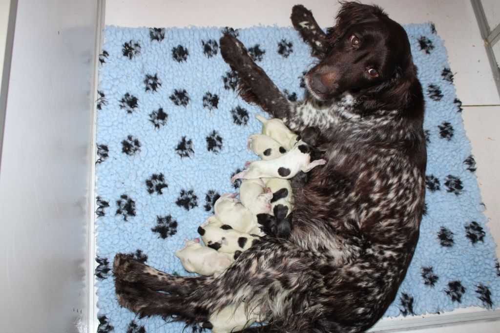 chiot Petit Epagneul de Münster de la vallée de la Py