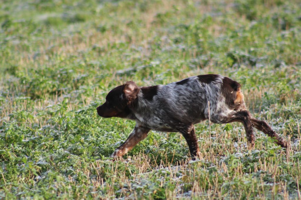 de la vallée de la Py - Chiot disponible  - Epagneul Breton